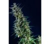 Kama Kush CBD - Kannabia Seeds