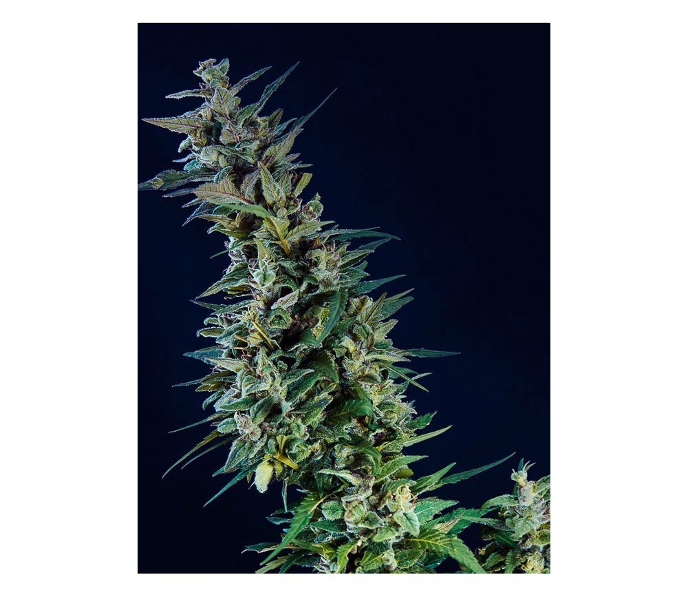 Kama Kush CBD - Kannabia Seeds