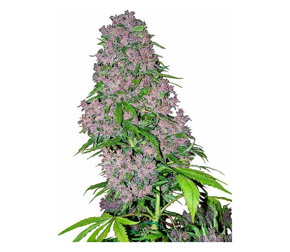 PURPLE BUD