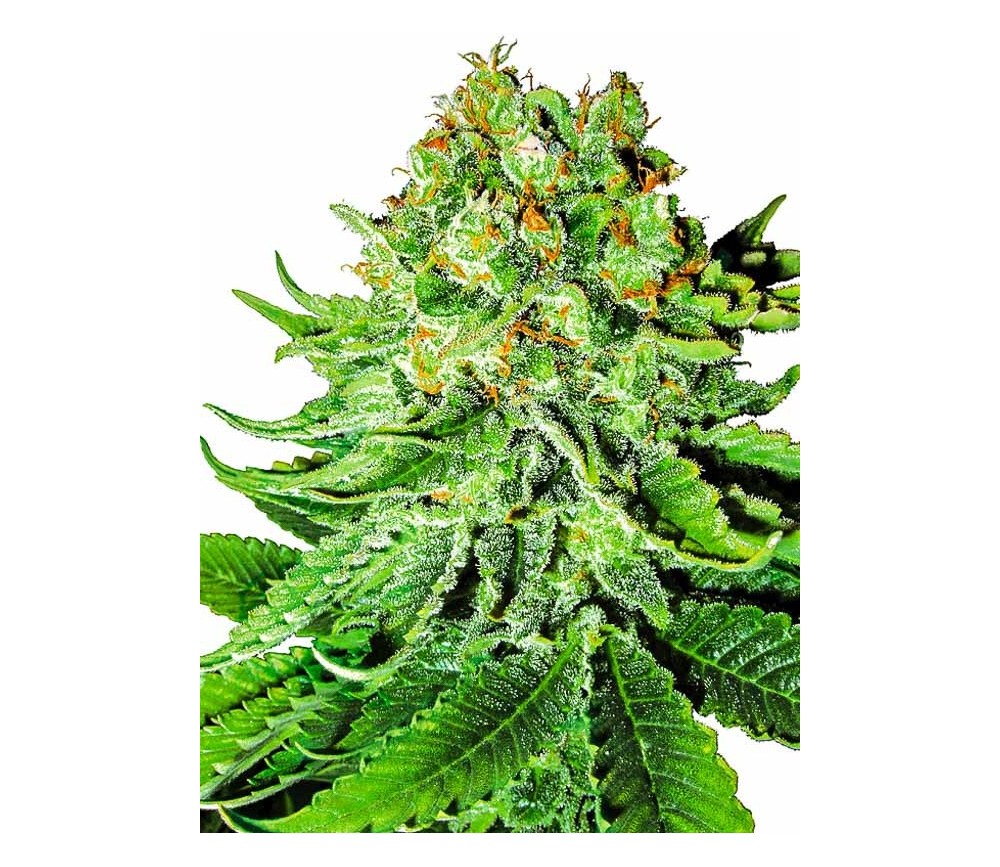 Northern Lights Automatic - White Label Seeds