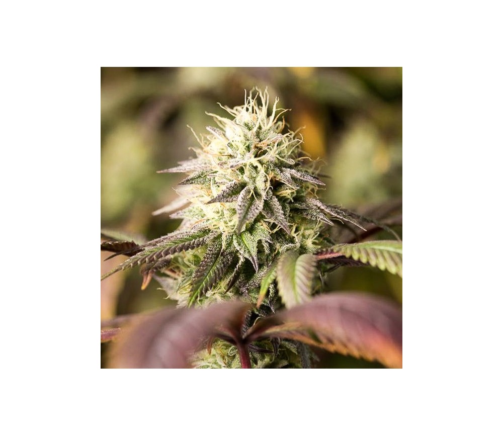 Remo Chemo - Dinafem Seeds