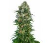 Shiva Skunk Automatic - Sensi Seeds