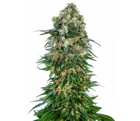 Shiva Skunk Automatic - Sensi Seeds