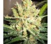 PPP Pure Power Plant - Nirvana Seeds