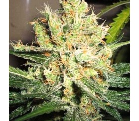 PPP Pure Power Plant - Nirvana Seeds