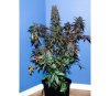 Crystal Meth - Fast buds Seeds