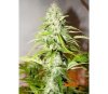 Grapefruit - Fast Buds Seeds