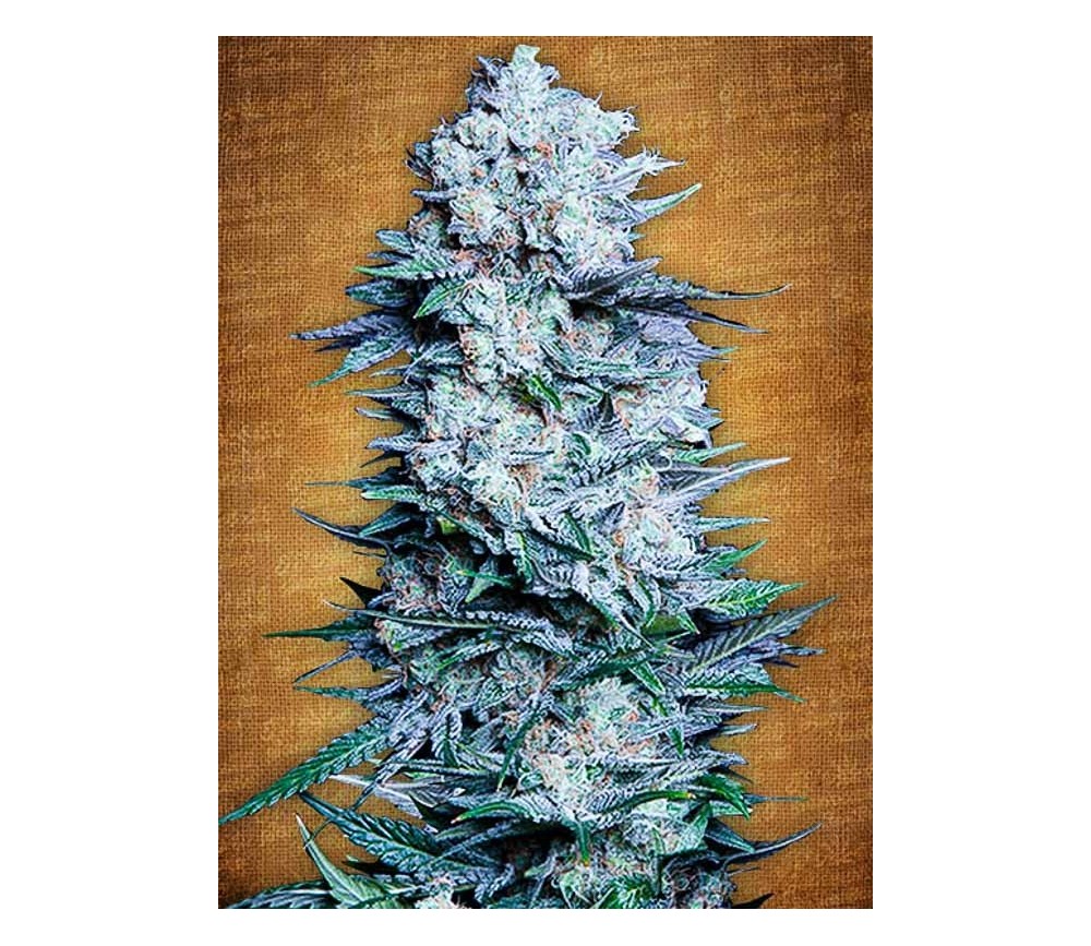 https://www.lahuertagrowshop.com/4074-large_default/mexican-airlines-fast-buds-seeds.jpg
