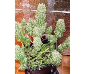 Mexican Airlines - Fast Buds Seeds