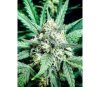 Stardawg - Fast Buds Seeds