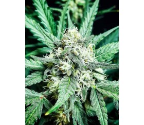 Stardawg - Fast Buds Seeds