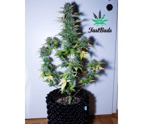 G14 - Fast Buds Seeds