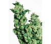 Jack Herer de Sensi Seeds