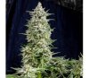 Amnesia Gold - Pyramid Seeds