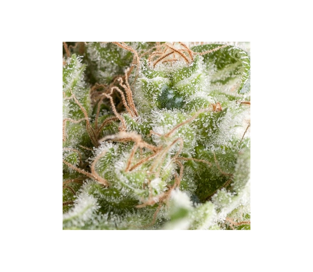 Auto American Pie - Pyramid Seeds