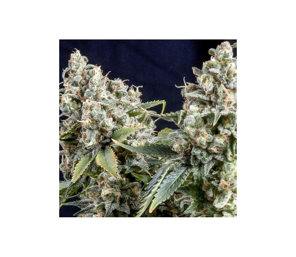 Auto Tutankhamon - Pyramid Seeds