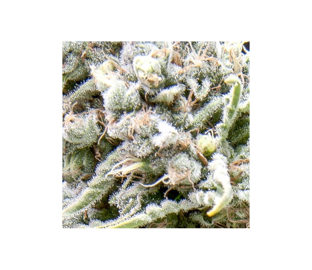 Auto White Widow - Pyramid Seeds