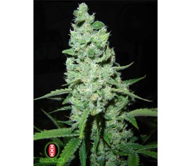 AK47 Regular de Serious Seeds