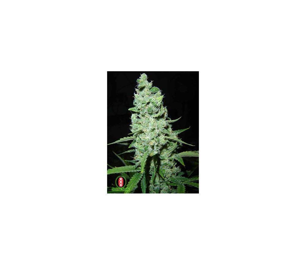 AK47 Regular de Serious Seeds