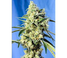 Sweet Amnesia Haze - Sweet Seeds