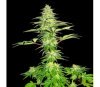 Blue Nitro Haze- Sumo Seeds