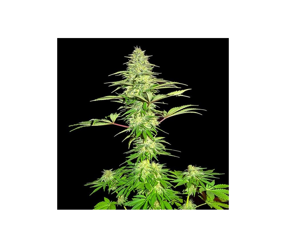 Blue Nitro Haze- Sumo Seeds