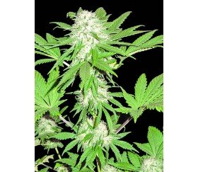 Sumo's OG Kush - Sumo Seeds