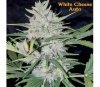 WHITE CHEESE AUTO