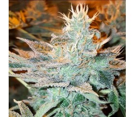 CBD Kong's Kush - Sumo Seeds