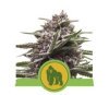 Royal Gorilla Automatic - Royal Queen Seeds