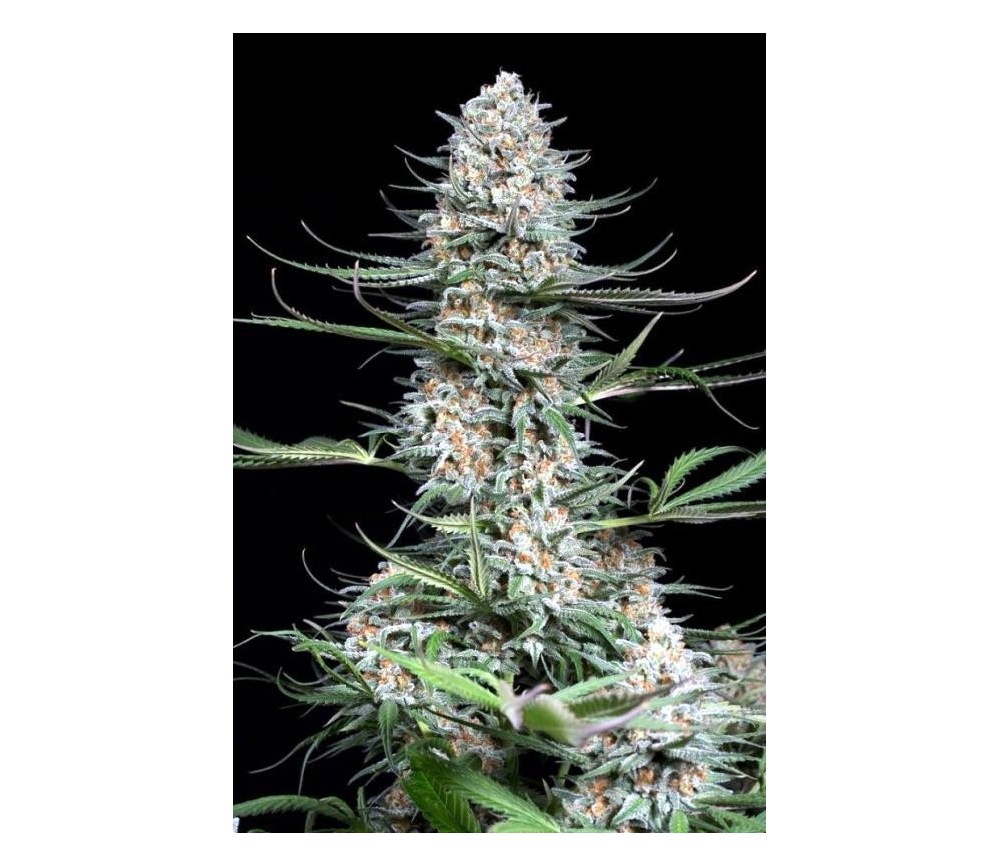 Quick Critical - Dinafem Seeds