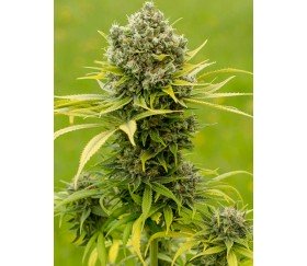 Dinamed CBD Plus - Dinafem Seeds