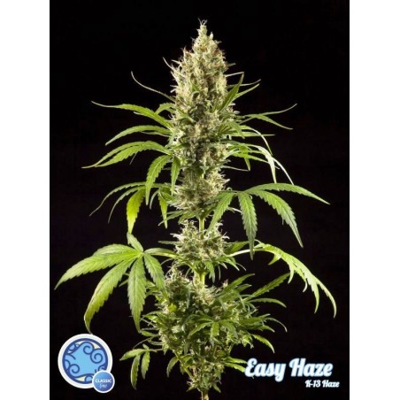 Venta De Easy Haze K13-Haze De Philosopher Seeds - La Huerta Grow Shop