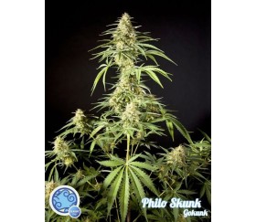 Philo Skunk Gokunk - Philosopher Seeds