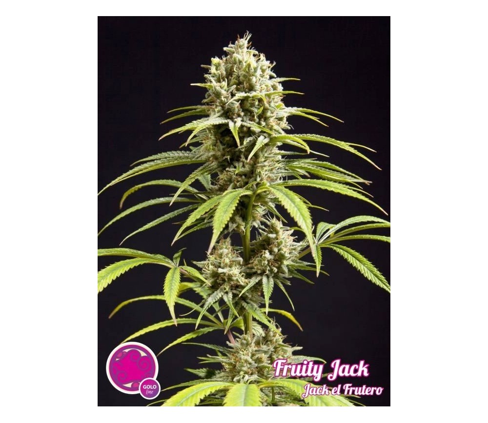 Fruity Jack Jack el Frutero - Philosopher Seeds 