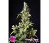 Orange Candy Naranchup - Philosopher Seeds