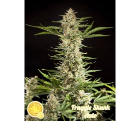 Fraggle Skunk - Philosopher Seeds