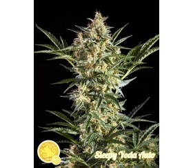 Sleepy Yoda Auto - Philosopher Seeds