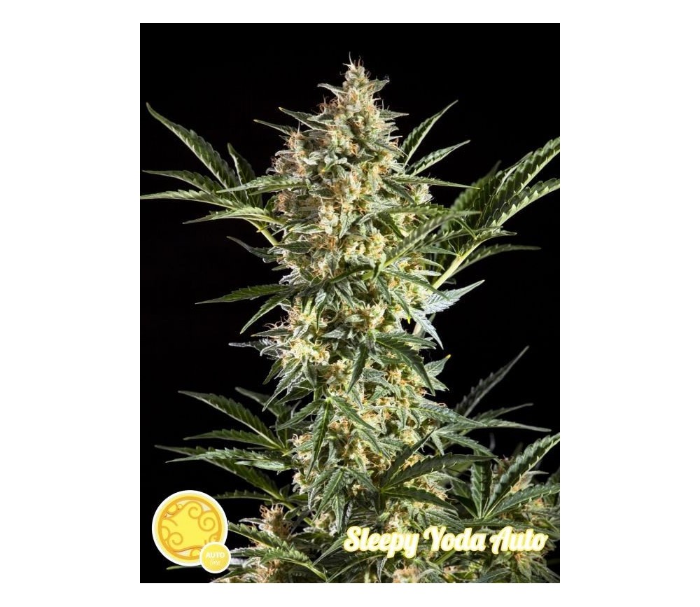 Sleepy Yoda Auto - Philosopher Seeds