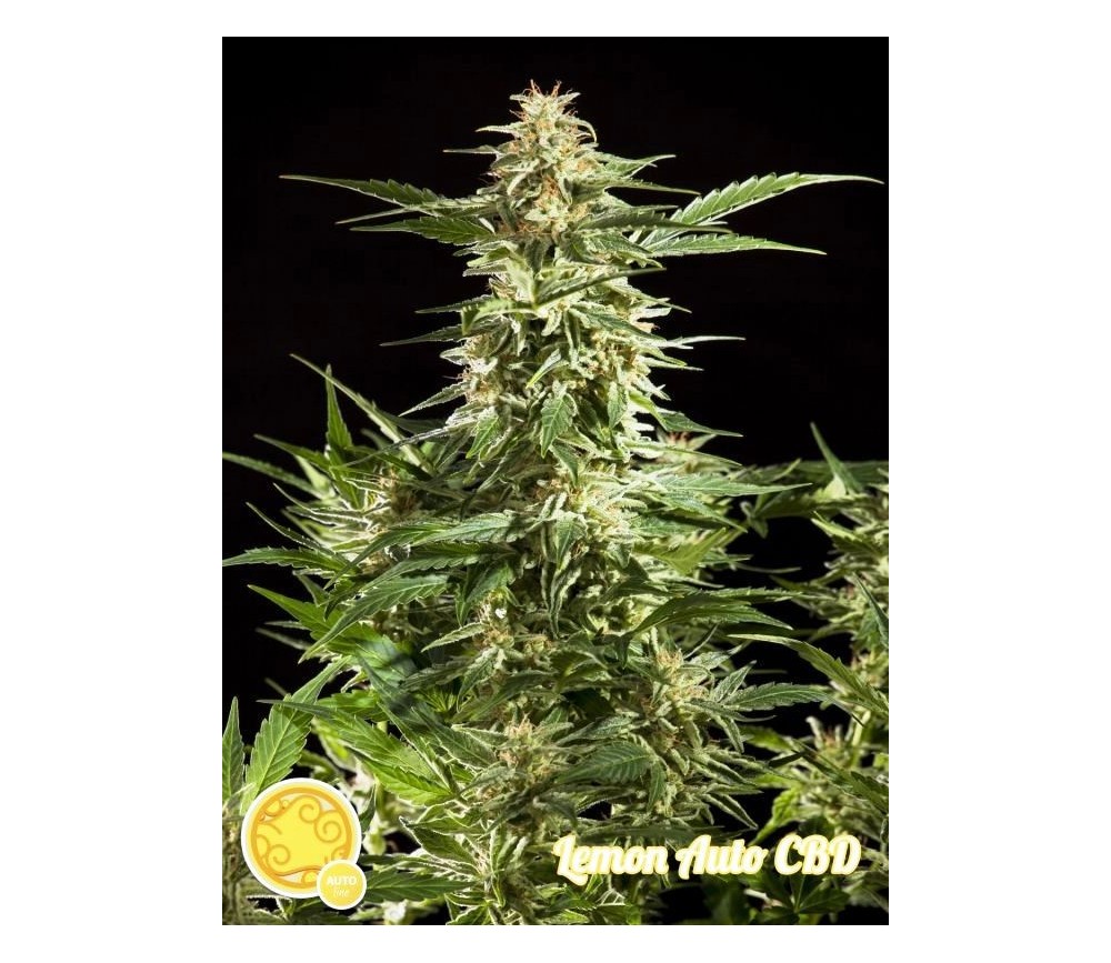 Lemon Auto CBD - Philosopher Seeds