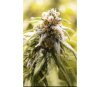 CBD Afghani - House of Great Gardeners