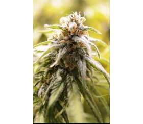 CBD Afghani - House of Great Gardeners