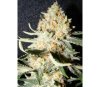 Exotic Kush - The Kush Brothers