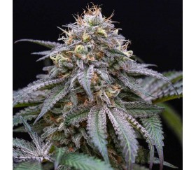 Sugar Breath - Humboldt Seeds