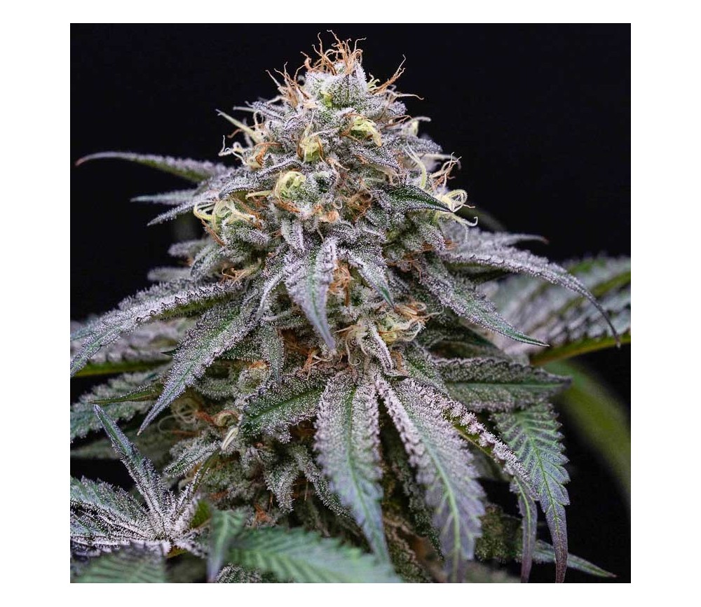 Sugar Breath - Humboldt Seeds