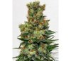 Ripper Badazz Regular - Ripper Seeds