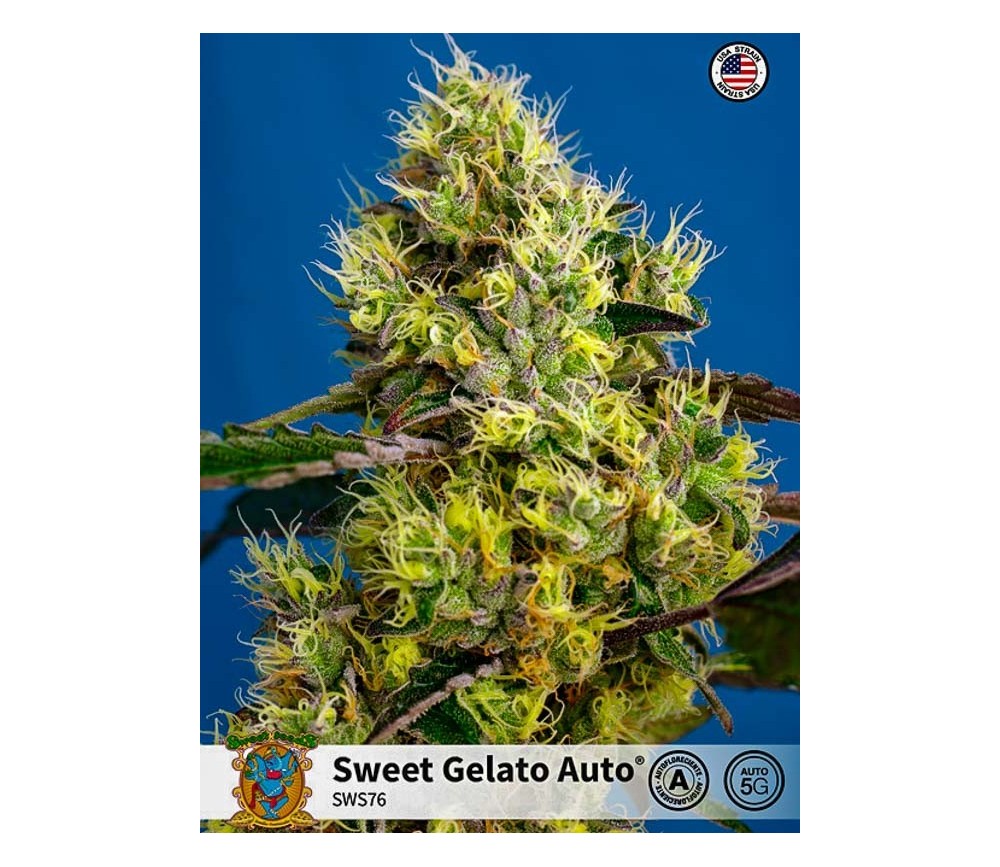 Sweet Gelato Auto - Sweet Seeds