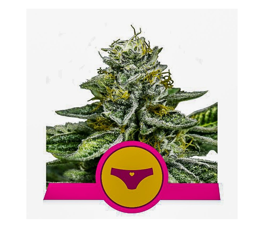 Sherbet Queen - Royal Queen Seeds