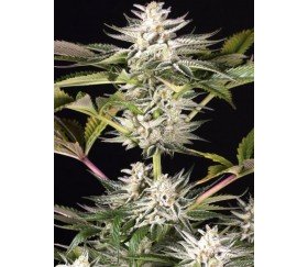 Ocean Grown Cookies - Dinafem Seeds