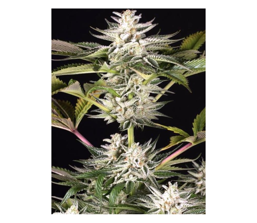 Ocean Grown Cookies - Dinafem Seeds